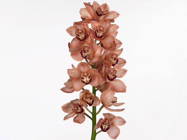 Cymbidium Browny.webp (62 KB)